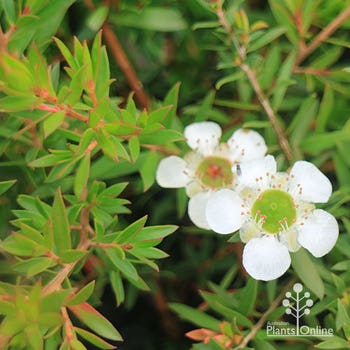 Leptospermum White Wave flowering
