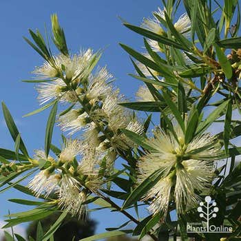 Callistemon Wilderness White 