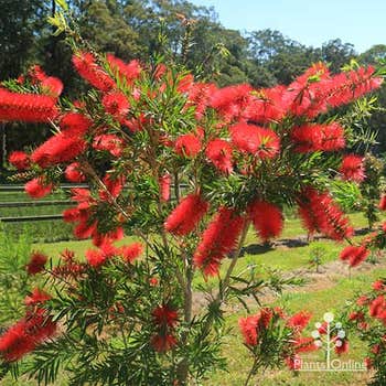 Wildfire bottlebrush