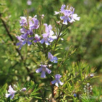 Wynyabbie Gem coast rosemary