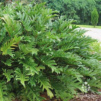 Philodendron Xanadu