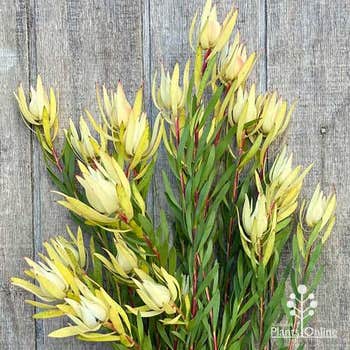 Leucadendron Yellow Devil