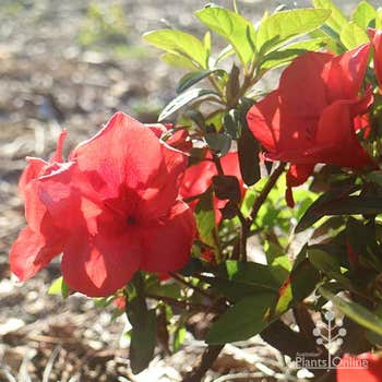Azalea Carnival Rocket in flower