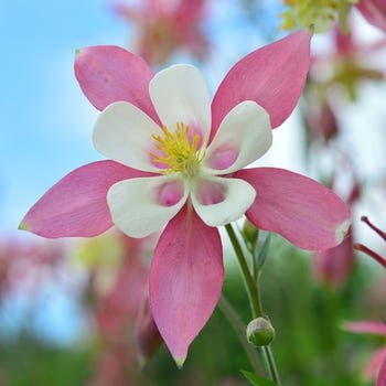 Aquilegia McKana Giant mix - seed