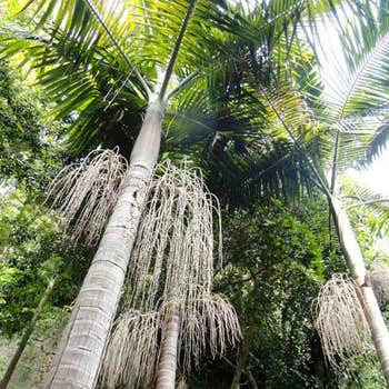 Archontophoenix cunninghamiana bangalow palm