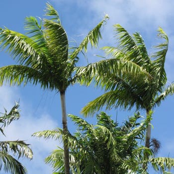 Archontophoenix alexandrae Alexander palm