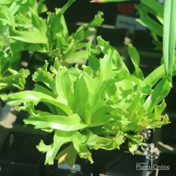 Asplenium fern Leslie