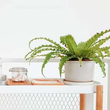 Asplenium Osaka - bird's nest fern