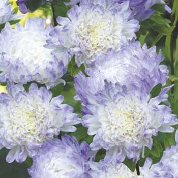 Aster Duchess Blue Ice - seed