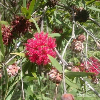 Asteromyrtus Fireball