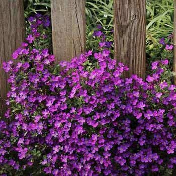 aubretia seeds
