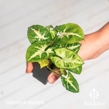 white butterfly arrowhead vine tubestock plant