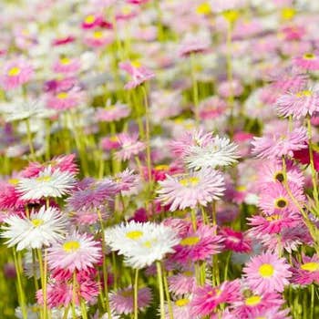 Australian Wildflower Everlastings Native - seed