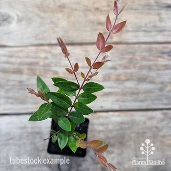 Austromyrtus Blush tubestock plant