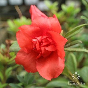 Azalea AUTUMN EMBERS
