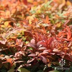 nandina in autumn nandina in autumn