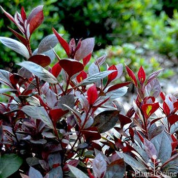 Azalea Shiraz purple leaf azalea