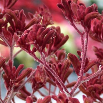 Anigozanthos Frosty Red - kangaroo paw