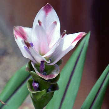 Curcuma Siam Sunrise - ornamental ginger