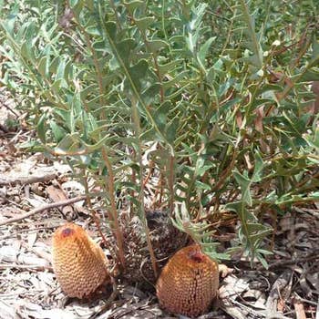 Banksia blechnifolia