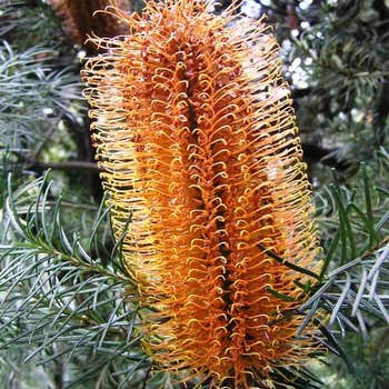 Banksia Golden Girl