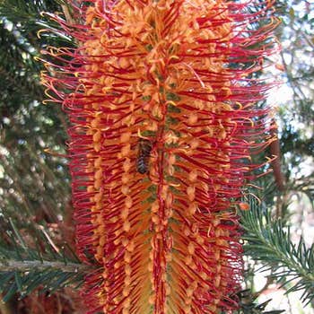 Banksia Red Rover