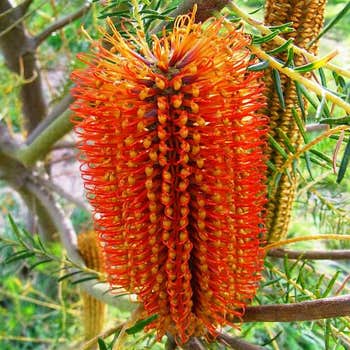 Banksia ericifolia - heath banksia flower