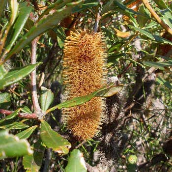 Banksia paludosa flower
