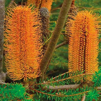 Australian Wildflower Heath Banksia - seed