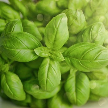 Basil sweet - seed