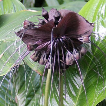bat plants for sale