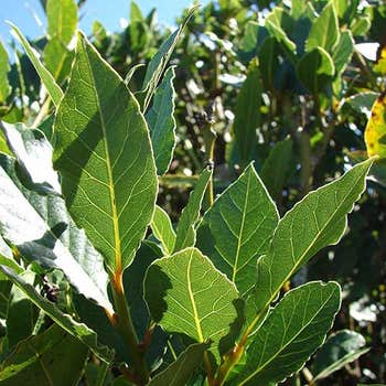 bay tree leaf
