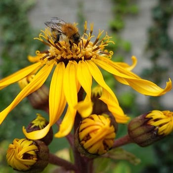 Ligularia Little Golden Ray - leopard plant