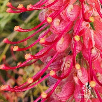 Grevillea Big Foot - grafted