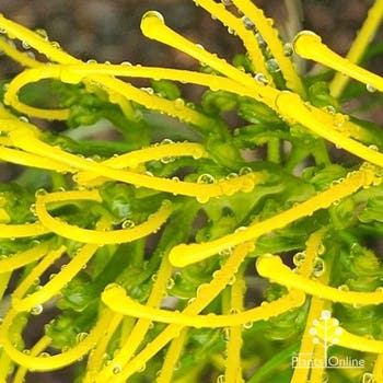 Grevillea Silva Sulfa - grafted