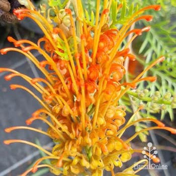 Grevillea Tangerine Squeeze - grafted