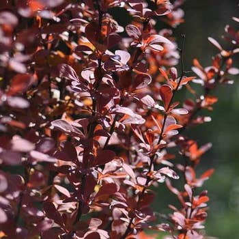 Berberis Helmond Pillar