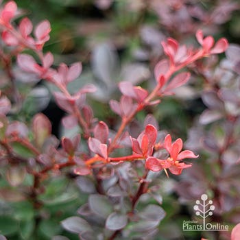 Berberis Little Favourite new shoots