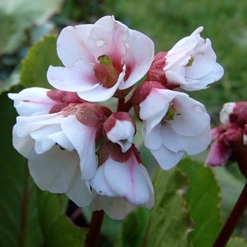 Bergenia Bressingham White - elephant's ears