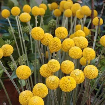 Australian Wildflower Billy Buttons - seed