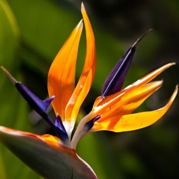 bird of paradise flower