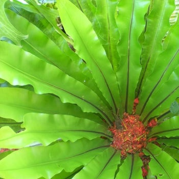 asplenium fern