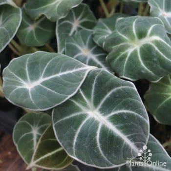 Alocasia Black Velvet
