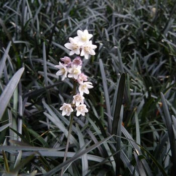 Ophiopogon - black mondo