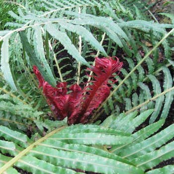 Blechnum Volcano - Brazilian tree fern