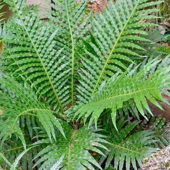 Blechnum Silver Lady fern