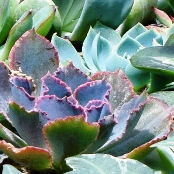 Echeveria Blue Curls - succulent