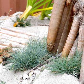 Festuca glauca (blue fescue)