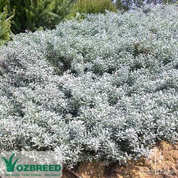 Ozbreed Eremophila Blue Horizon™ 