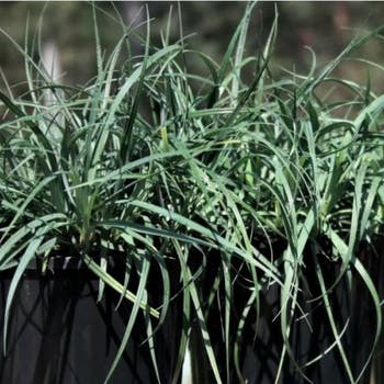 Carex Blue Cascade